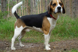Beagle: egy kicsit a vidám székek életéről
